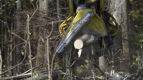 Tractor Cuts Trunks in Pieces While Working in Forest for Further Transportation To the Woodworking