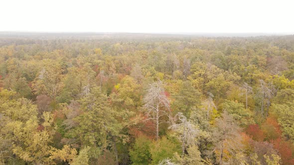 Autumn Forest with Trees By Day