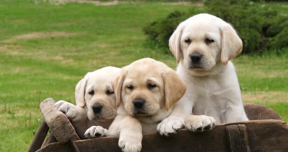 Labrador Retriever, Yellow Puppies in a Wheelbarrow, Yawning, Normandy in France, Slow Motion 4K