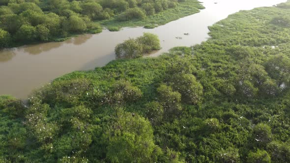 Aerial view white egret birds fly