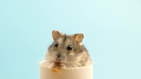Closeup of a Small Funny Miniature Jungar Hamster