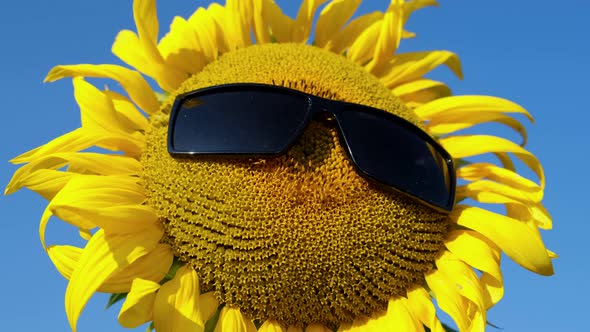 Sunflower Flower in Sunglasses Sunglasses on a Yellow Sunflower Head in a US Sunflower