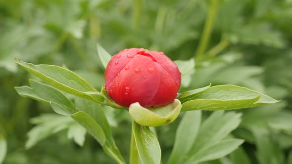 Half-opened Paeonia peregrina green flower  shallow DOF 4K 2160p 30fps UltraHD footage - Opening of 