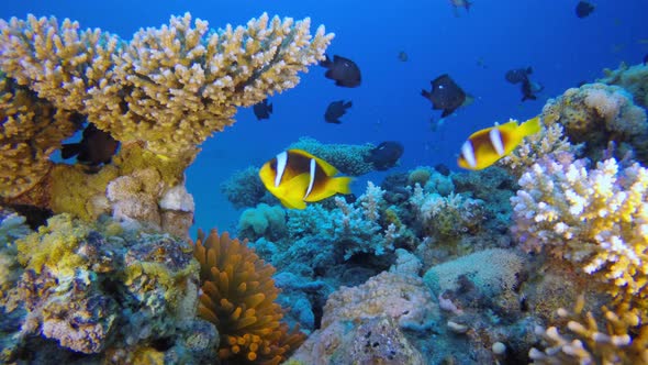 Red Anemone and Clownfish