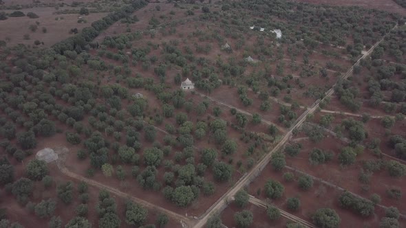 Aerial view of olive grove on red soil trulli white houses Puglia Italy rural landscape village