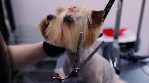 Grooming. Dog Gets Hair Cut At Pet Spa Salon Closeup