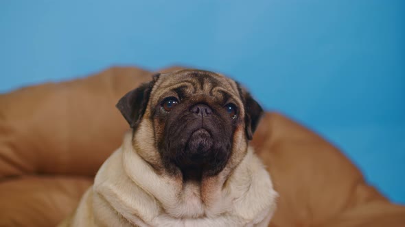 Cute pug on large pillow.