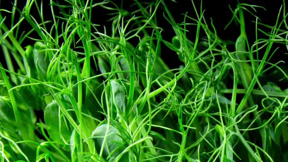 Green pea germination in time lapse