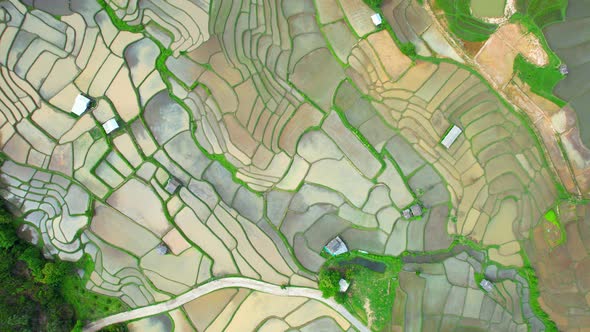 Aerial drone of Rice terraces and fields