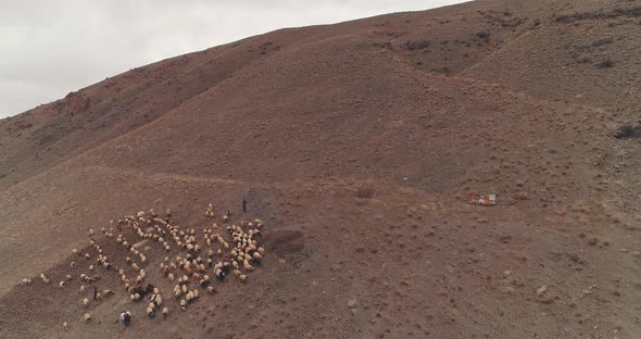 Livestock Farming