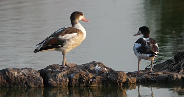 Group of Common shelducks, Tadorna tadorna.  Camargue, France