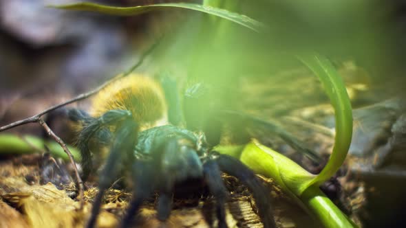 A Large Spider Climbs Into a Hole in the Web. Macro. House of Pests. Close. Disaster for the Forest