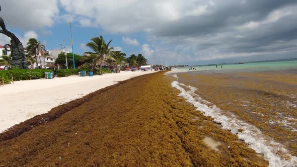 Seaweed on Beach in Playa Del Carmen