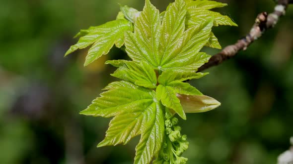 Newly opened Sycamore Tree leaves. Spring. British Isles.