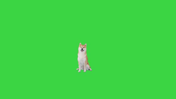 Japanese Shiba Inu Dog Sitting on a Green Screen, Chroma Key