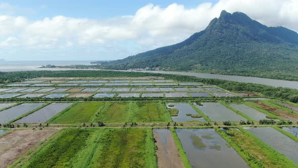 Prawn Fish Farm Aerial