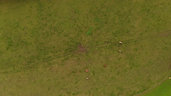 Cows at a green meadow filmed by a drone straight from above, then follows a look up shot up to the