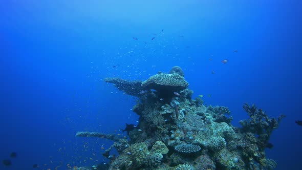 Underwater Sea Tropical Life