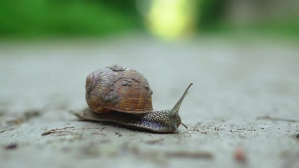 Closeup of a Snail Crawling Along a Dirt Road