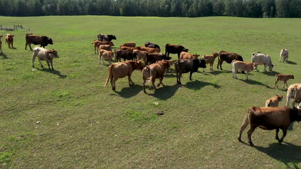 Aerial  Flying Drone Over Herd Of Beautiful Brown Cows That Are Grazing Grass On A Low Grass Meadow