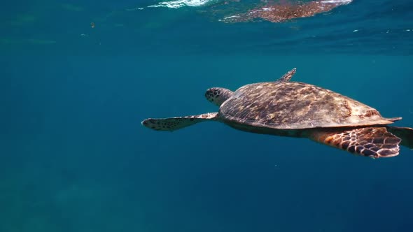 Sea Turtle Underwater Against Colorful Reef with Ocean Waves at Surface Water. Watching Underwater