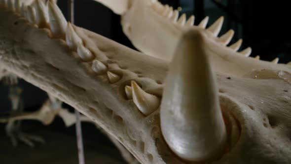 Crocodillian teeth lower jaw of skeleton - preserved specimen on black background