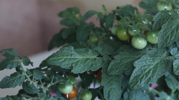 Bush Of Tomatoes In A Pot. Clusters Of Tomatoes Are Visible. Some Are Ripe, Some Are Still Green.