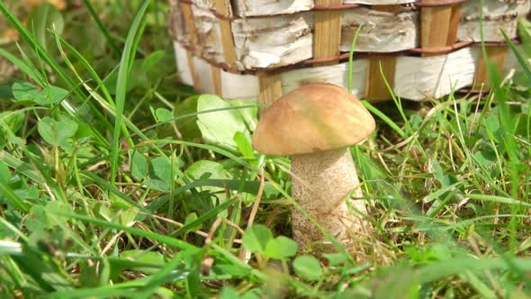 Hand with a Knife Cut Mushroom