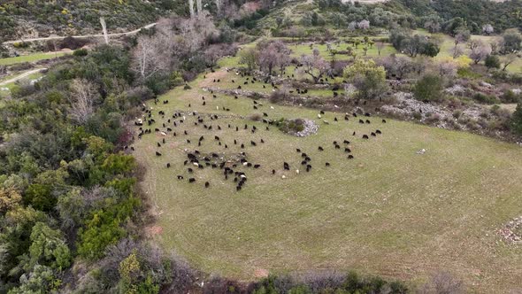 Herd of sheep in the mountains aerial view 4 K