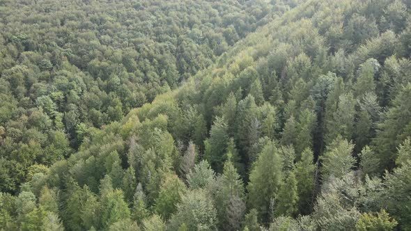 Forest in the Mountains. Aerial View of the Carpathian Mountains in Autumn. Ukraine