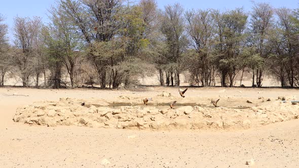 Flock of Namaqua Sand Grouse land for quick drink at watering hole