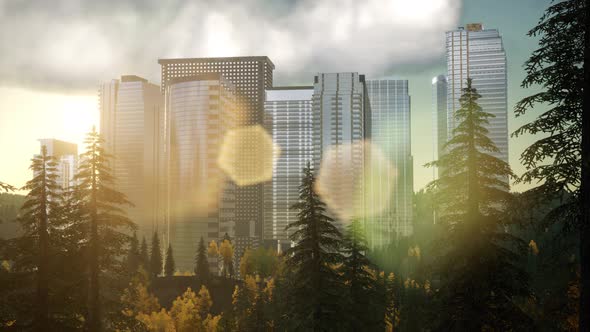 Skyscrapers at Sunset and Park Trees