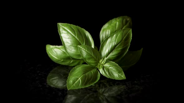 Close up shot of green basil falling down in professional studio with black background