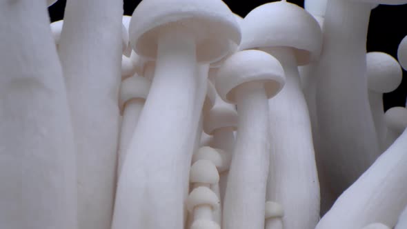 Macro Shot of Champignons Stand in a Row of Mushrooms