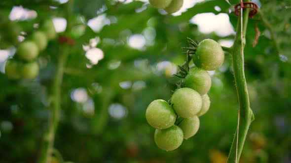 Wet Green Tomato Plant Stem Growing Farm Plantation Closeup