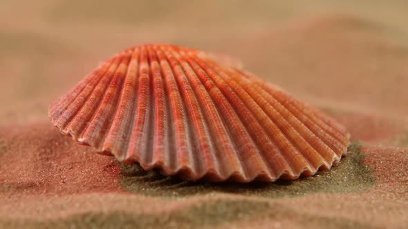 Ocean Shell on Sand, Pink Light, Close Up, Rotation