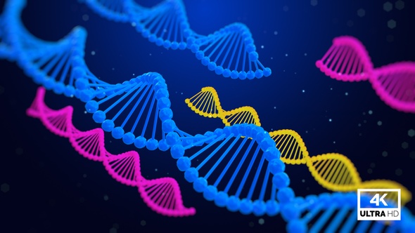 Structure Of The DNA Molecule V2