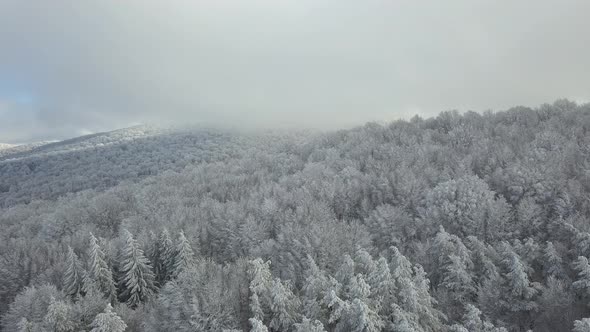 Sabaduri Mountain, Frozen forest, Georgia
