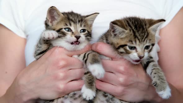 Girl Holds Kittens