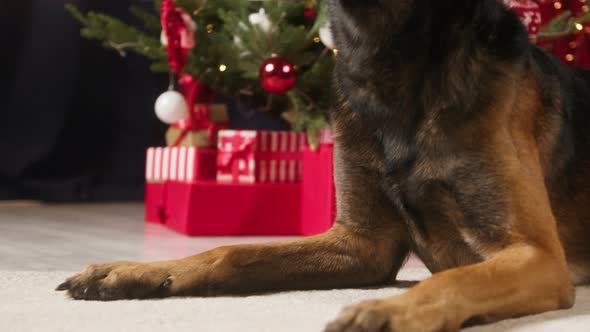 Malinois Bard Dog Portrait in Living Room