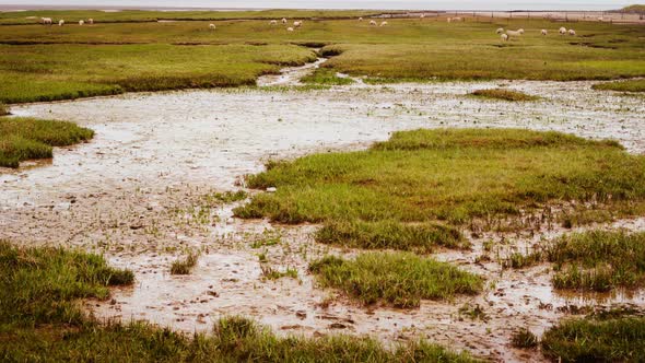 migratory waterbirds intertidal Wadden Sea Strieper Kwelder sheep grazing