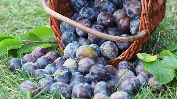 Plums in a wicker basket on the grass. Harvesting fruit from the garden. Plum harvest. 