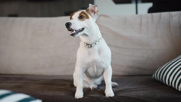 Domestic Dog Breed Jack Russell on the Sofa in the Apartment