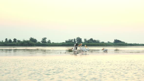 Pelicans in the Reserve Standing in Shallow Water in the Morning at Sunrise