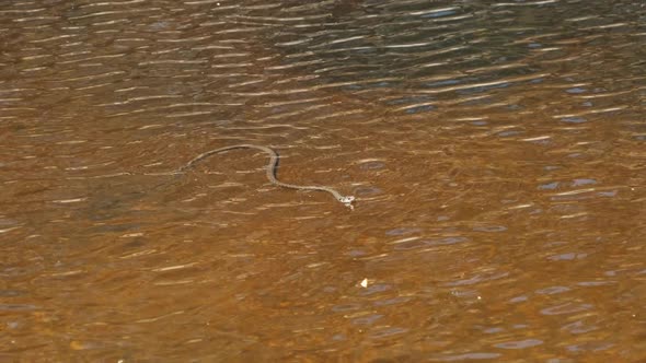 Viper Swims in the River. Poisonous Snake Crawling in the Water. Slow Motion
