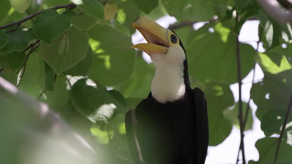 Young Toucan sitting in tree and opening mouth