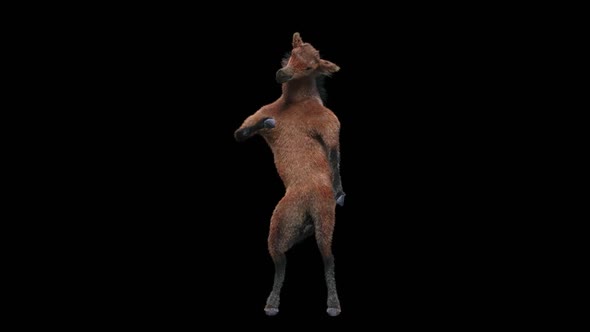 41 Horse Dancing HD alt