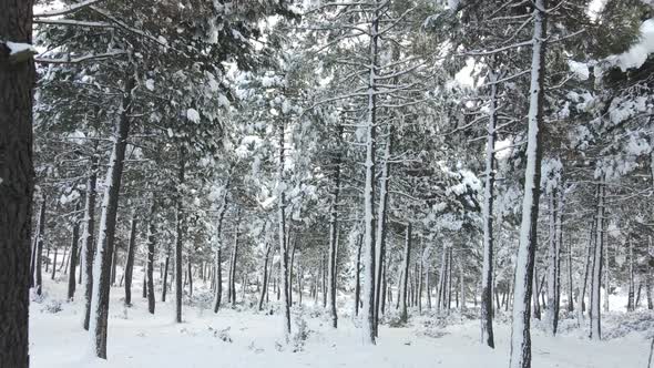 Frozen Forest