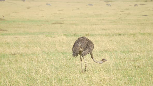 Female ostrich feeding and walking