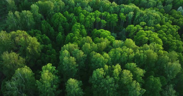 Flight over green forest in summer. Birch Grove. Aerial view